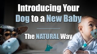 Introducing Your Dog to a New Baby (The NATURAL Way)