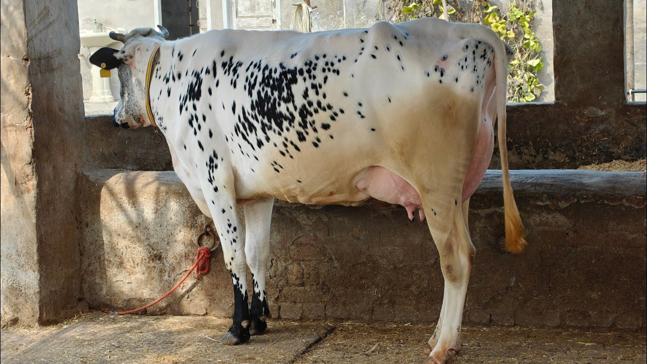 3 ਗਾਵਾਂ ਵਿਕਾਊ, 3  cows for sale 
