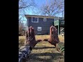 1st flight DJI Neo 2 filmed with Meta glasses hand gesture test.