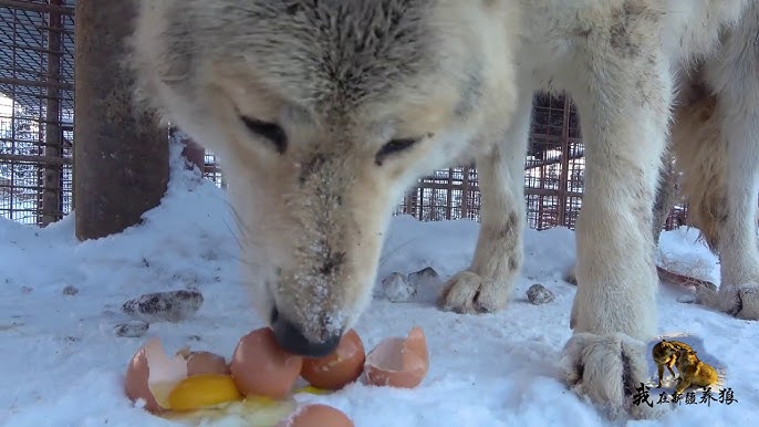 742 狼也护犊子 小狼被欺负狼王出面教训 再猖狂也只能乖乖臣服 Youtube