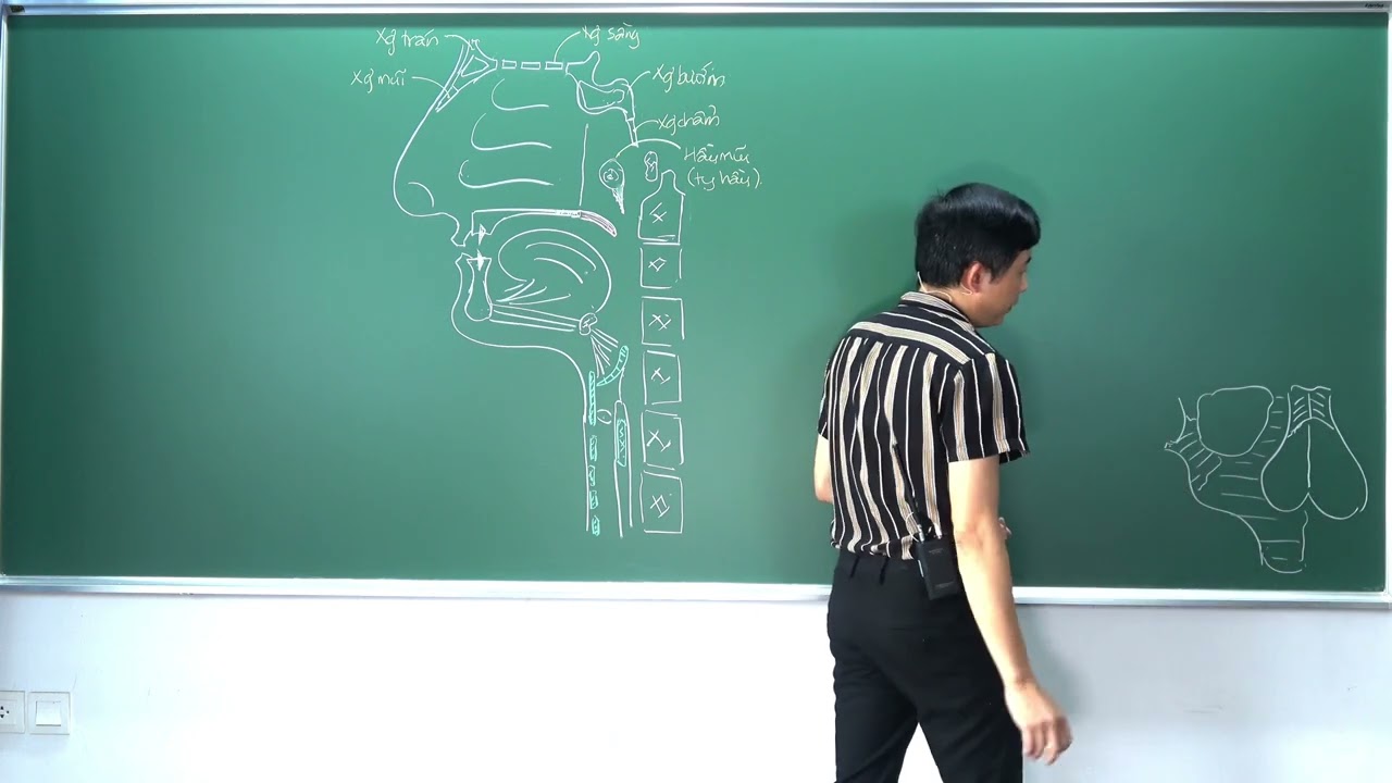 ĐẦU-MẶT-CỔ:  MŨI - (1) MŨI NGOÀI