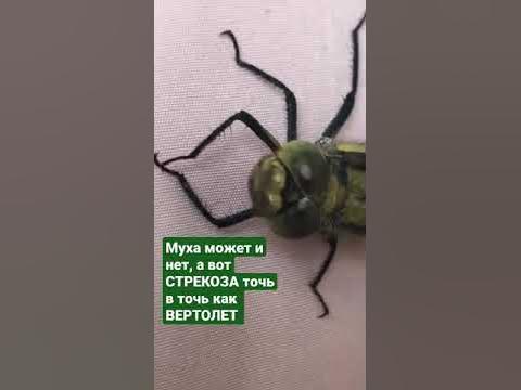 Стрекоза похожа на вертолет - YouTube