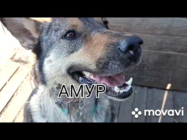 АМУР . Абсессивно- компульсивное расстройство?