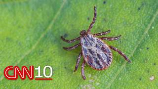Details How scientists are using acorns to predict Lyme disease hot spots | October 14, 2026 Update