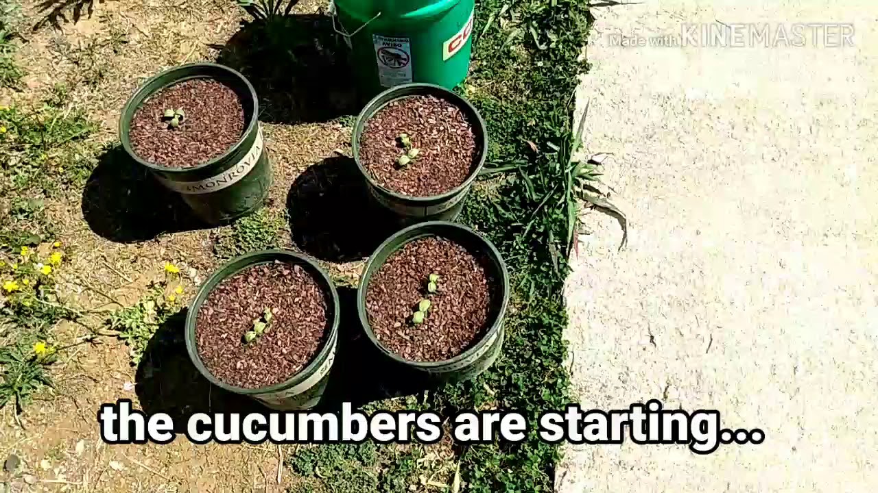 5 gallon bucket garden update! YouTube
