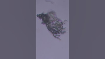 Honey Under The Microscope #shorts