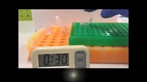 Nucleic acid purification from plants, animals and microbes in under 30 seconds - DayDayNews