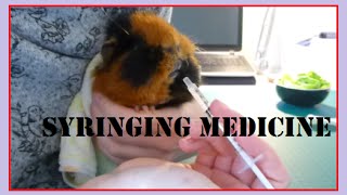 HOW TO: Syringe Feed Medications to Guinea Pigs