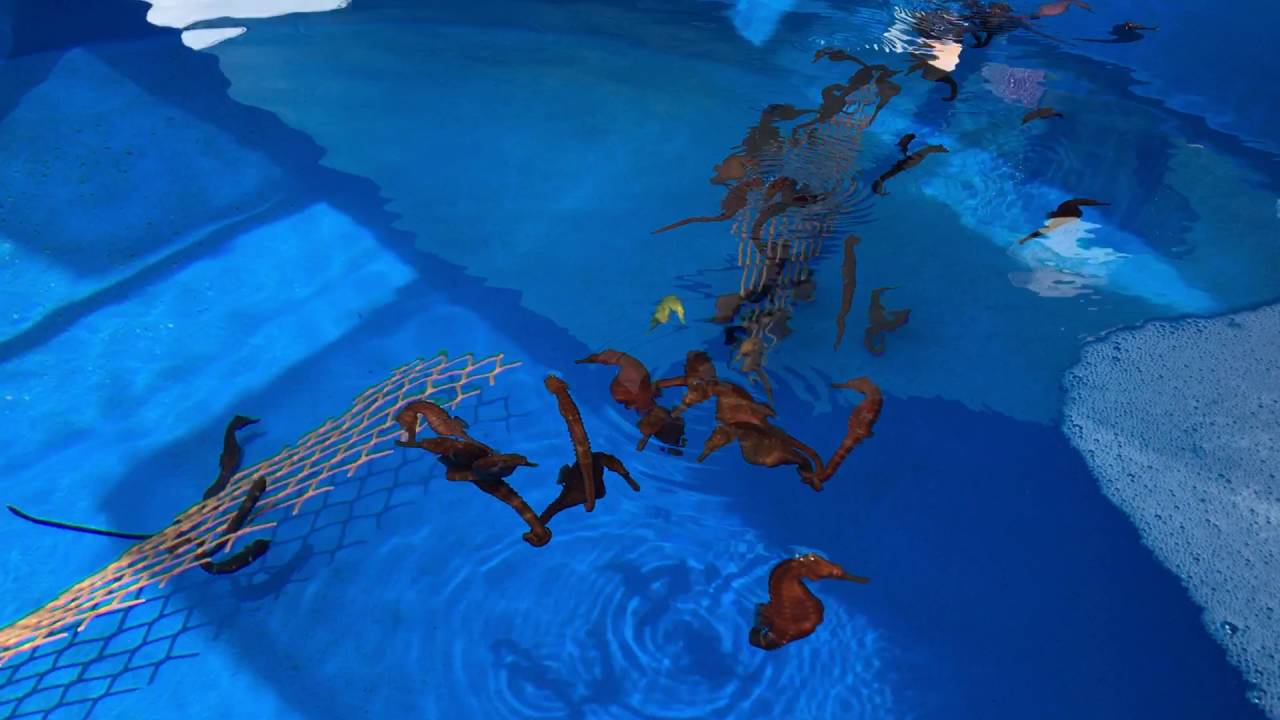 Ocean Rider Seahorse Farm, Kona, Hawaii Big Island YouTube