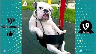 Try Not To Laugh or Grin Funny Animals Vines Compilation 2017 - Funny Animals Doing Stupi  Part 240