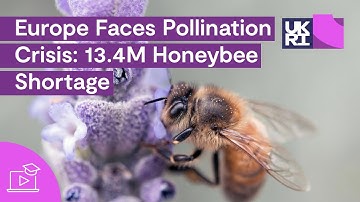 Europe Faces Pollination Crisis | 13.4M #Honeybee Shortage Needed to #Pollinate #Crops