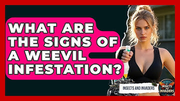 What Are The Signs Of A Weevil Infestation? - Insects and Invaders