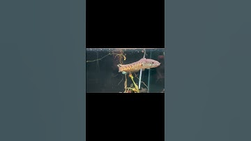 Cá cảnh An An | Lưu ý quan trong khi nuôi Cá Lóc Nữ Hoàng #cacanhanan