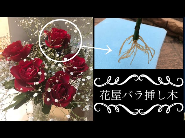 バラ　挿し木苗　Mys　Jew emi How to Propagate Roses] We will explain how to take cuttings in