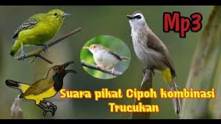 Suara pikat Trucukan Kombinasi Cipoh Ampuh.. Mp3||. jangan lupa like comment and subscribe
