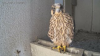 Osaka Peregrine Falcons/2024-05-16/ A chick on block for the first time!