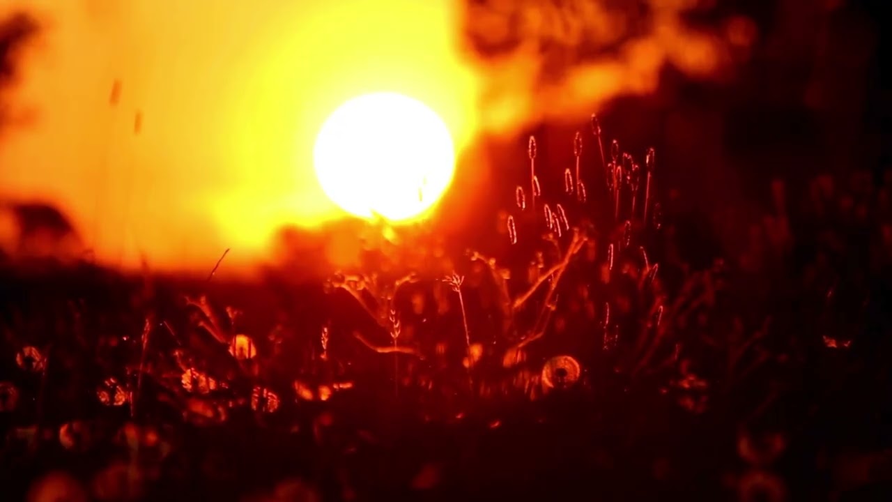 11+ Hours Sunset Field Ambience 🌅 Crickets & Relaxing Music for Deep Sleep