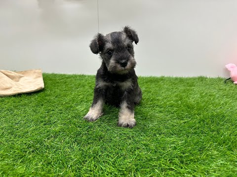 Video Miniature Schnauzer