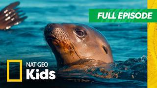 underwater animal adventures america s national parks full