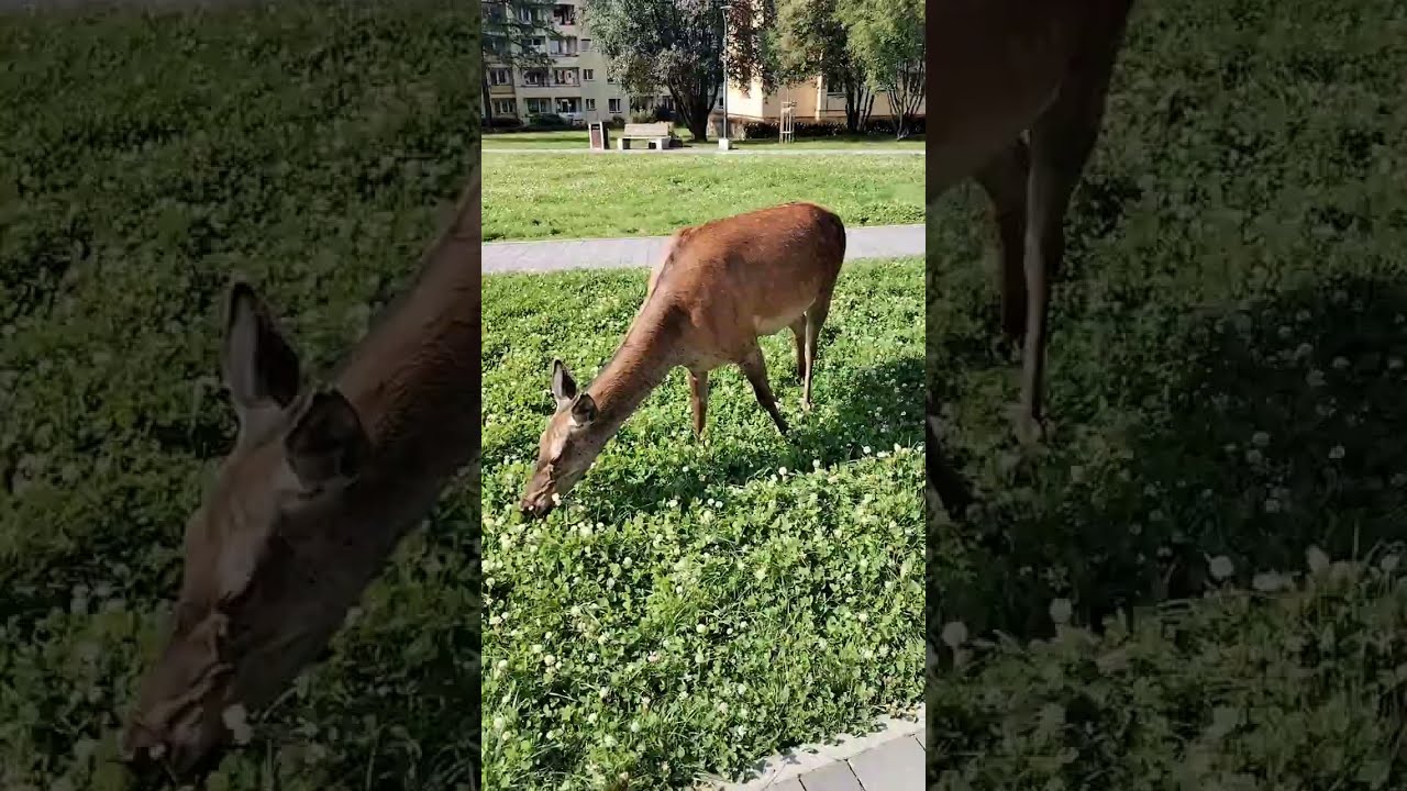 Wild deer in the city. Zakopane, Poland. wilderness. in the city
