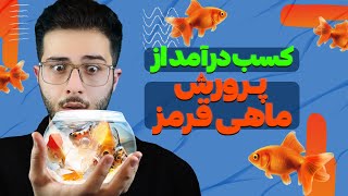 تکثیر و پرورش ماهی قرمز | صفر تا صد پرورش ماهی قرمز by Sepehr Raoufi 847 views 1 month ago 8 minutes, 9 seconds