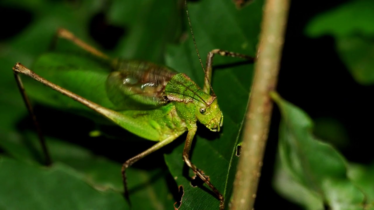 クツワムシの鳴き声 Youtube