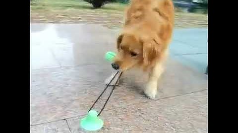 Mikeypet® Dog Chew Suction Cup Tug of War Toys, Multifunction Interactive Pet Toy Ball