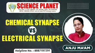 Chemical Synapse Vs Electrical Synapse By Anju Mam Of Science Planet