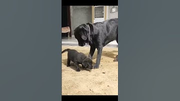 Black labrador status | attitude #shorts