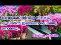 Tips to increase Bougainville flowering/Bougainville Blooming Tips/Flowering Plants/Salu Koshy