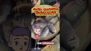 Cara mancing ikan tembakang #mancing #fishing #tembakang