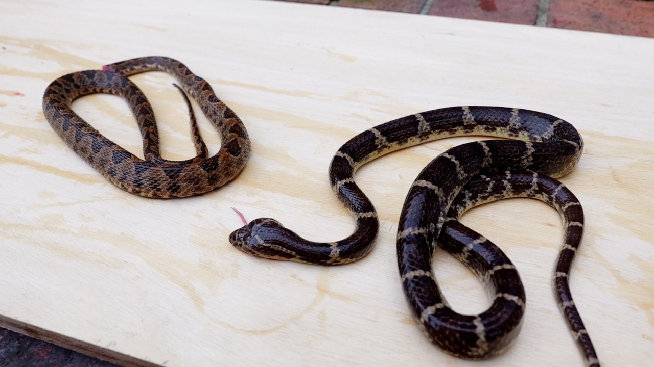 石垣島で捕まえた毒蛇を食べる