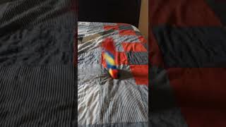 Lighting Stiret Shokes Stand