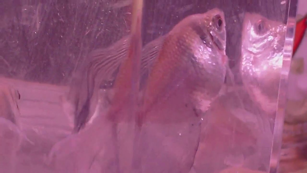 Black Skirt Tetra Fish male and female YouTube