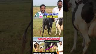 அருமையான மாடு குறைந்த விலைக்கு எடுத்துக் கொடுத்தார் 👍 #tn24_sakthi_vlogs #பிரபு