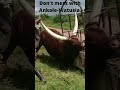 Don T Mess With Afica S Ankole Watusia Cattle