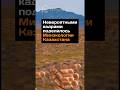 Невероятными кадрами поделилось Минэкологии Казахстана #казахстан #кулан #джейран #news #парк