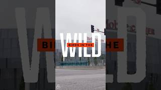 A quick coffee run in KC with Tyler and his “bullpen children” 😂