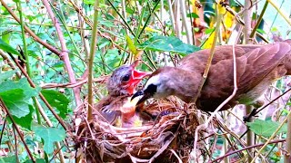 Birds eat the droppings of baby birds in their nests after the babies have eaten