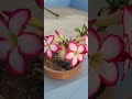 ADENIUM FLOWER #garden #adeniumrepotting #adeniumpruning #adeniumgarden #plantcare #gardening #plant