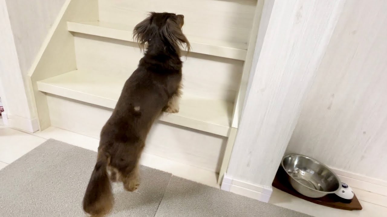 犬がパパのイビキが聞こえて必死に探す姿に胸が締め付けられますwww チワックスとダックスフンド Youtube 犬がパパのイビキが聞こえて必死に探す姿に胸が締め付けられますwww チワックスとダックスフンド Youtube