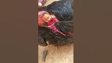 Gà bất tử k xem phí lắm nha^.^