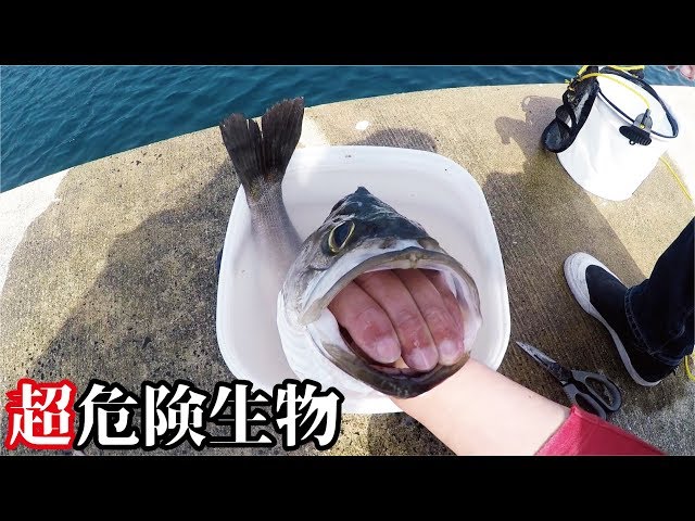 鯨を釣り上げた Adult man dragged underwater by fish with more power than