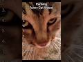 Funniest Cats on The Internet 😭 #animalmemes #comedy #pets #funny #funnyanimals #funnyvideos