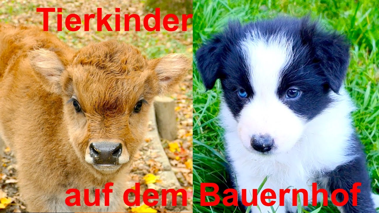 Update New Für kleine Kinder: Tierkinder auf dem Bauernhof mit Naturgeräuschen, ohne Musik - FARM ANIMAL SOUNDS
