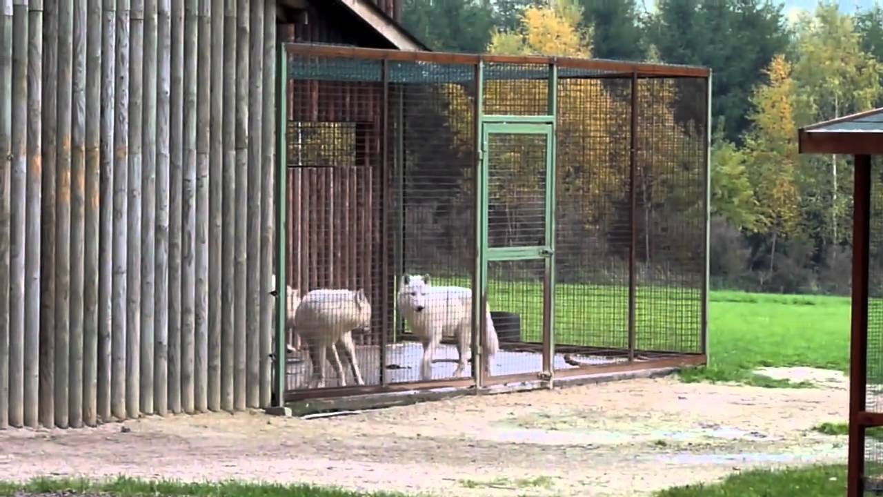 Les 3 Loups Jeunes de Monde Sauvage