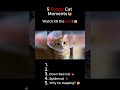 Funny Cat Moments Caught On Camera  #clips #fails #youtubeshorts #cats #funny