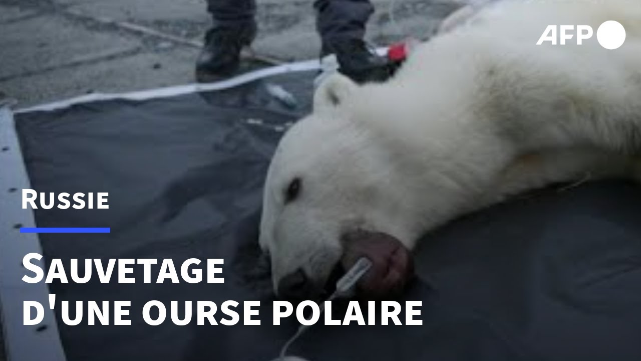Museau HyEquestrian Avec Pâturage Polaire - Gestion Poids/strabite - Noir (neuf)