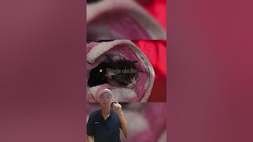 Giải cứu chú mèo con đáng thương trong thùng rác#thế giới động vật#shorts