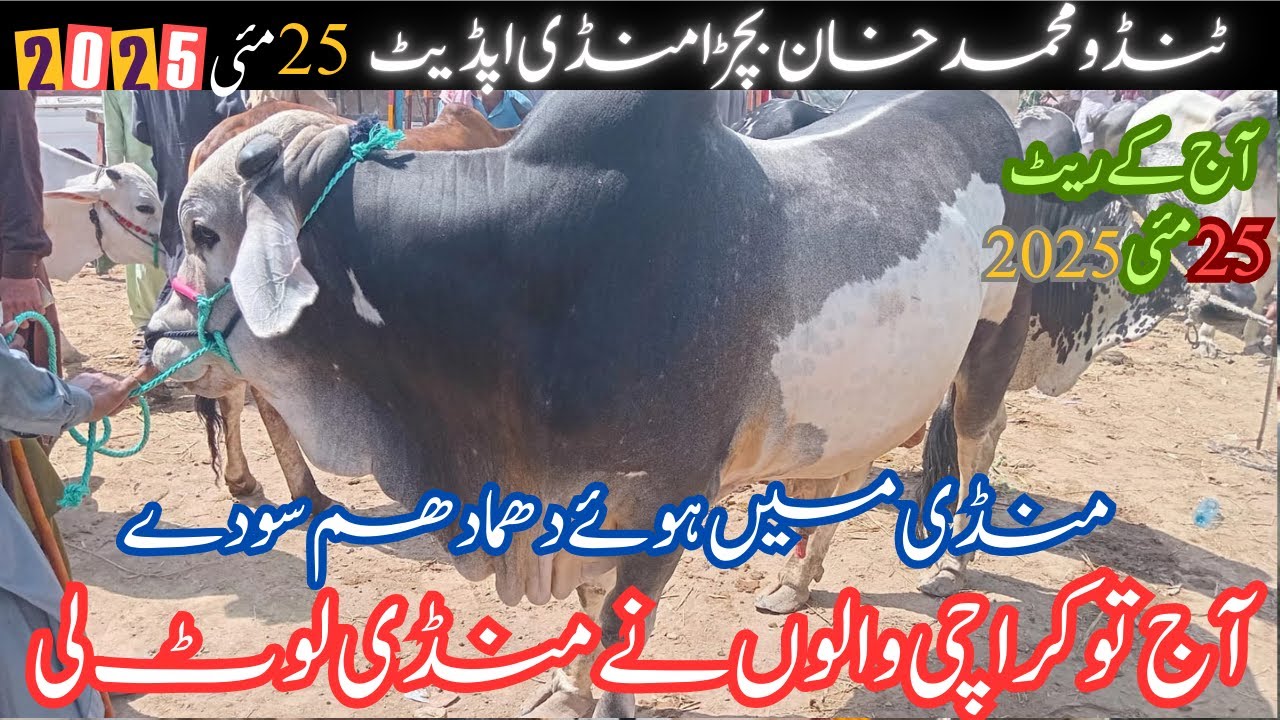 Tando Muhammad Khan Bachra Mandi 25 May 2025 Qurbani Ke Bachray Ke Rate Bakra Eid Special Collection
